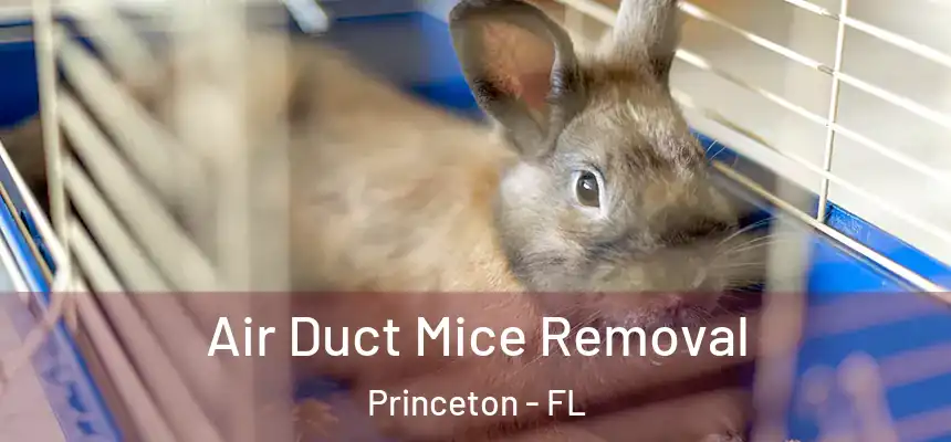 Air Duct Mice Removal Princeton - FL