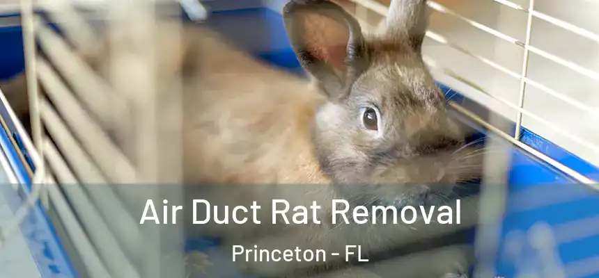 Air Duct Rat Removal Princeton - FL