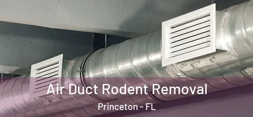 Air Duct Rodent Removal Princeton - FL